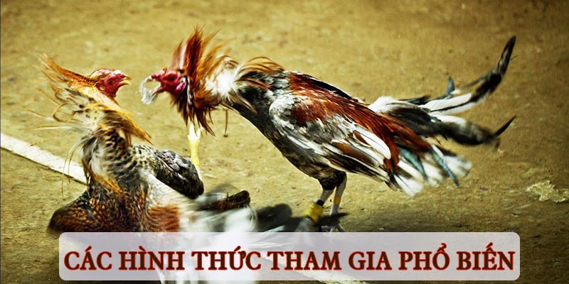 Các loại cược phổ biến trong bộ môn đá gà trực tiếp